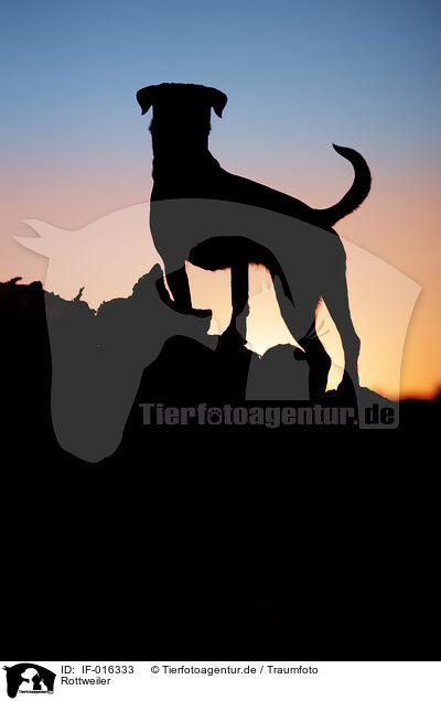 Rottweiler / Rottweiler / IF-016333