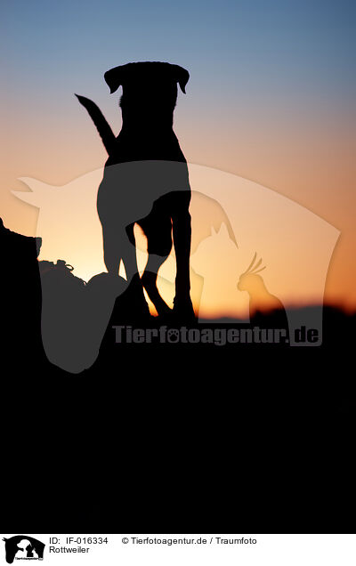 Rottweiler / Rottweiler / IF-016334