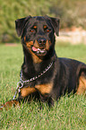 liegender Rottweiler