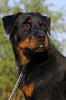 Rottweiler Portrait