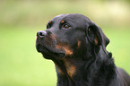 Rottweiler Portrait