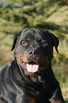 Rottweiler Portrait