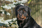 Rottweiler Portrait