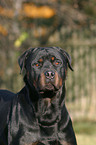 Rottweiler Portrait