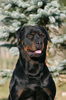 Rottweiler Portrait