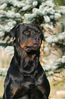 Rottweiler Portrait