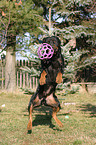 Rottweiler fngt Spielball