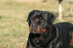 Rottweiler Portrait