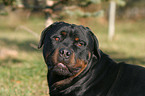 Rottweiler Portrait