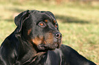 Rottweiler Portrait