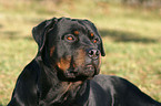 Rottweiler Portrait