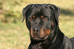 Rottweiler Portrait