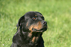 Rottweiler Portrait