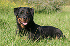 liegender Rottweiler