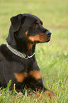 liegender Rottweiler