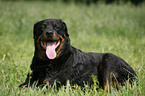 liegender Rottweiler