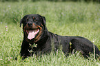 liegender Rottweiler