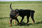 spielende Rottweiler