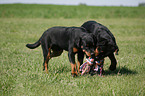 spielende Rottweiler