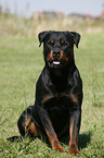 sitzender Rottweiler