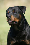 Rottweiler Portrait