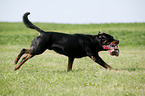 rennender Rottweiler