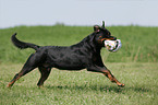 rennender Rottweiler