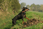 spielender Rottweiler