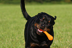 Rottweiler Rde