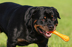 Rottweiler Rde