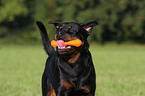 Rottweiler Rde