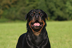 Rottweiler Rde