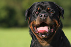 Rottweiler Rde