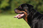 Rottweiler Rde