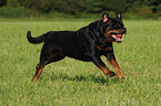 Rottweiler Rde