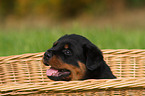 Rottweiler Welpe