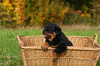 Rottweiler Welpe