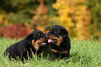 Rottweiler Welpe