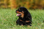 Rottweiler Welpe