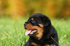 Rottweiler Welpe