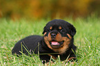 Rottweiler Welpe