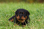 Rottweiler Welpe