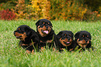 Rottweiler Welpe