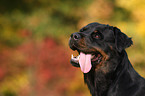 Rottweiler Hndin