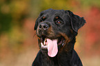 Rottweiler Hndin