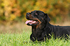 Rottweiler Hndin