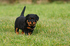 Rottweiler Welpe