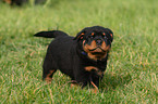 Rottweiler Welpe