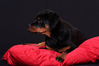 junger Rottweiler