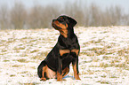 Rottweiler im Winter